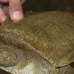 blog animales